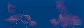 music_3.jpg (2496 bytes)