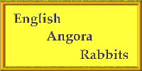 English Angora Rabbits