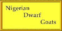 Nigerian Dwarf Goats