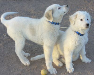 Artemis and Apollo