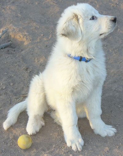 Artemis