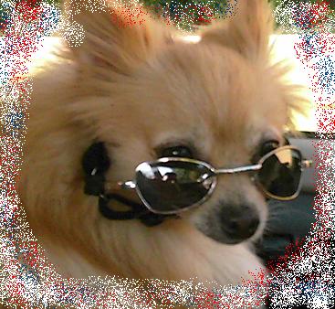 Dog Supplies