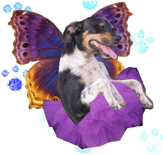 PET OF THE MONTH
