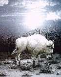 White Buffalo WebRing