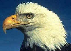 eagle