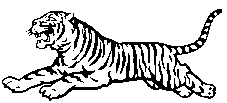 picture of tiger