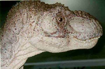 dino mom closeup