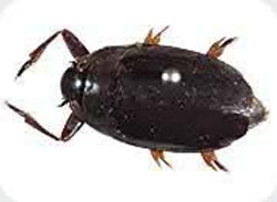 Click for Information on the Whirligig Beetle