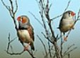 Click for Information on the Zebra Finch
