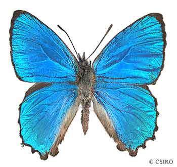 Click for Information on the Amaryllis Azure Butterfly