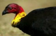 Click for Information on the Australian Brush Turkey