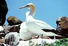 Click for Information on the Australasian Gannet
