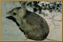 Bandicoot