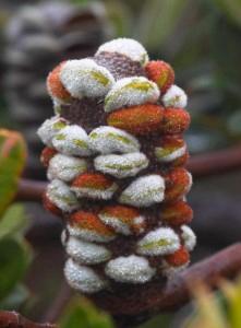 Click for Information on Banksia Seeds