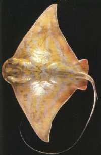 Click for Information on the Stingray