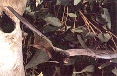 Bats