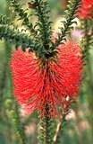 Click for Information on the Cross Leaved Beaufortia [Beaufortia decussata]