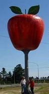 Apple, Thulimbah, Queensland