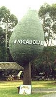 Avocado, Duranbah [Tweed Heads], NSW - at Tropical Fruit World [formerly Avocadoland]
