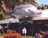 Barramundi, Daintree, Queensland