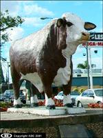 Bull, Rockhampton, Queensland, beef capital of Central Queensland. Apparently the bulls testicles need to be replaced on a weekly basis by council, after being removed by patrons of nearby pubs!
