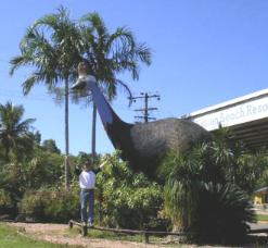 Cassowary, Mission Beach, Queensland