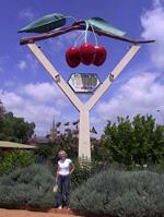 Cherries, Young, NSW, the 'Cherry Capital' of New South Wales