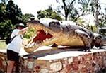 Crocodile, Normanton, Queensland, a full size model of a croc shot in the Norman River in 1958, measuring 28' long by 13' around!