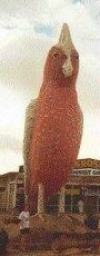 Galah, Kimba, South Australia, this is situated at the midpoint of Australia east to west!