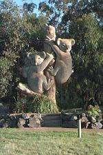 Koalas, Coffs Harbour, NSW, outside the Coffs Harbour Zoo