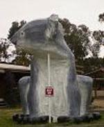 Koala, Phillip Island, Victoria [the sign says please don't climb on the Koala]