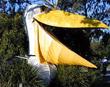 Pelican, Noosa, Queensland