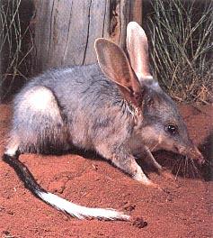 Click for Information on the Bilby