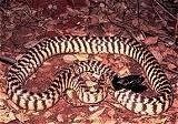 Black Headed Python