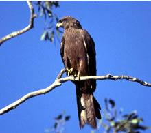 Click for Information on the Black Kite