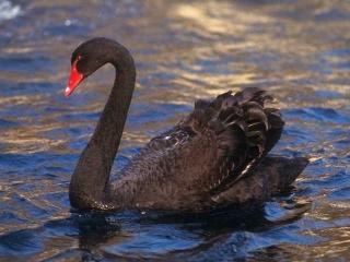Click for Information on the Black Swan