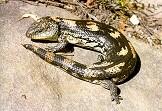 Blotched Blue Tongue Lizard
