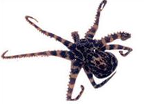 Click for Information on the Blue Ringed Octopus