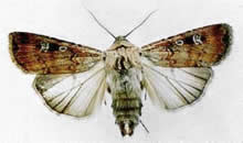 Click for Information on the Bogong Moth