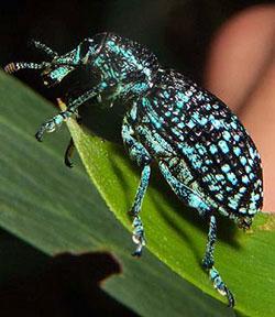 Click for Information on the Botany Bay Weevil