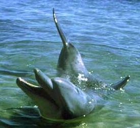 Click for Information on the Bottle Nosed Dolphin