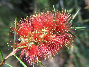 Click for Information on the Bottlebrush {Callistemon]