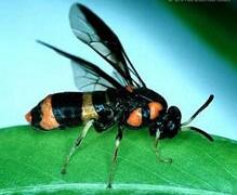 Click for Information on the Bottlebrush Sawfly