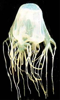 Click for Information on the Box Jellyfish