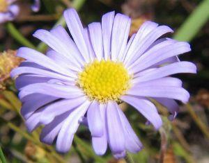 Click for Information on the Cut Leaf Daisy [Brachycome]