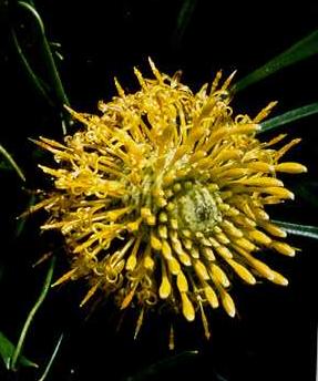 Click for Information on Broadleaf Drumsticks [Isopogon anemonifolius]