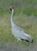 Click for Information on the Brolga
