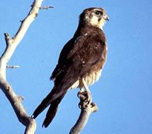 Click for Information on the Brown Falcon