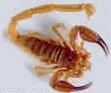 Brown Scorpion
