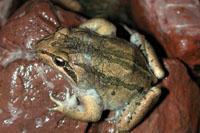 Click for Information on the Brown Striped Marsh Frog